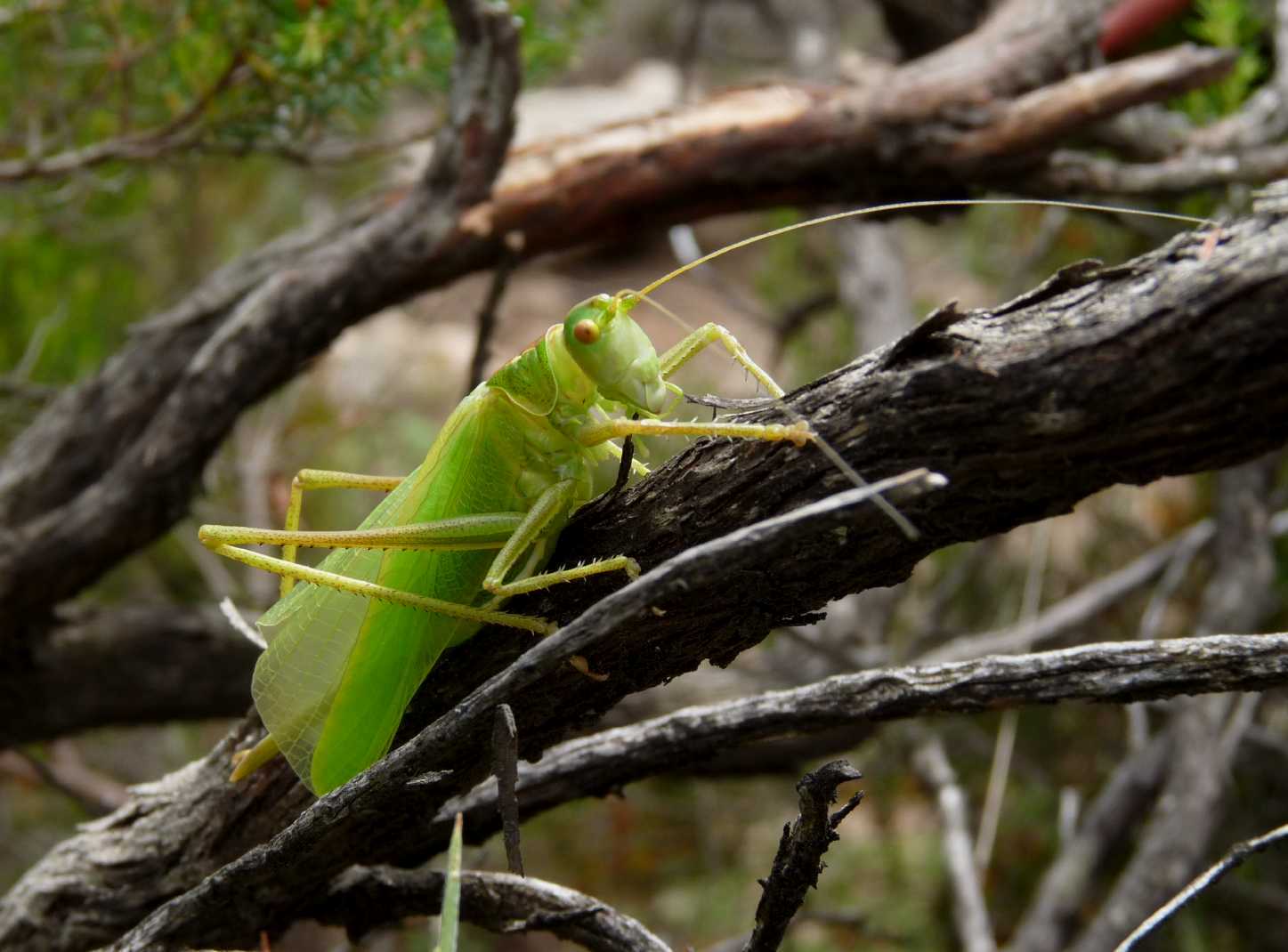 Tettigonia sp.: Ultima muta